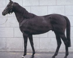 stallion Miliar xx (Thoroughbred, 1977, from Thatch xx)