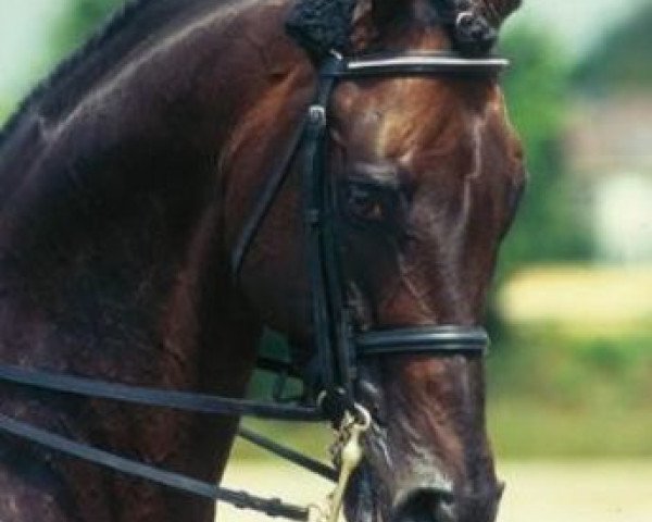 stallion Seigneur d'Alleray xx (Thoroughbred, 1987, from Miliar xx)