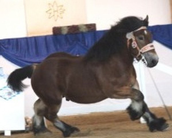 stallion Igor de Bure (Arden, 2009, from Jordi du T ́Chenet)