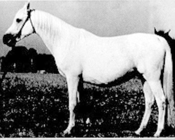 broodmare Balalajka ox (Arabian thoroughbred, 1941, from Amurath Sahib 1932 ox)