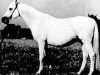 broodmare Balalajka ox (Arabian thoroughbred, 1941, from Amurath Sahib 1932 ox)