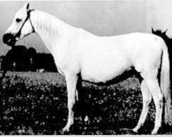 broodmare Balalajka ox (Arabian thoroughbred, 1941, from Amurath Sahib 1932 ox)