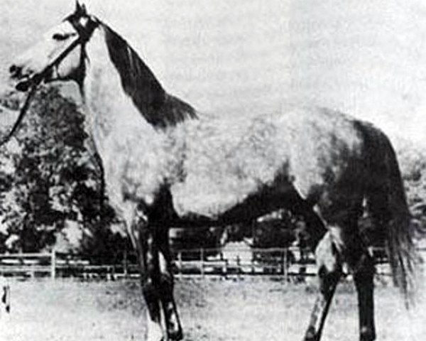 Deckhengst Banio ox (Vollblutaraber, 1951, von Witraz 1938 ox)