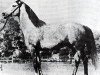 stallion Banio ox (Arabian thoroughbred, 1951, from Witraz 1938 ox)