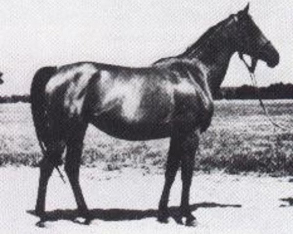 broodmare Sekwana ox (Arabian thoroughbred, 1959, from Banio ox)