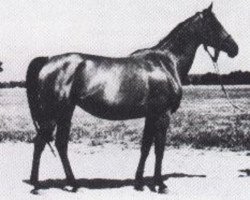 broodmare Sekwana ox (Arabian thoroughbred, 1959, from Banio ox)