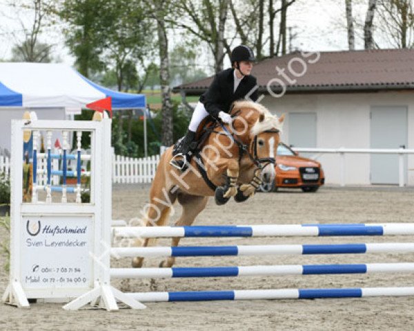 dressage horse Asterix 622 (Haflinger, 2005, from Alpenstern)
