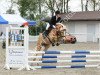 dressage horse Asterix 622 (Haflinger, 2005, from Alpenstern)