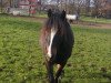 dressage horse Dillyn Donner (Welsh-Cob (Sek. C), 2001, from Neuaddparc Black Diamond)