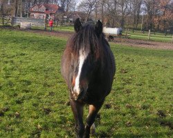 Dressurpferd Dillyn Donner (Welsh-Cob (Sek. C), 2001, von Neuaddparc Black Diamond)