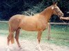 broodmare Carta Nevada (Oldenburg, 1993, from Cognac x)