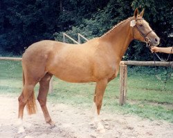 broodmare Carta Nevada (Oldenburg, 1993, from Cognac x)