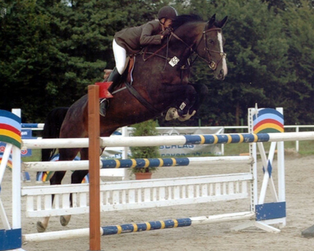 jumper Curacao 13 (Oldenburg, 1998, from Levantos I)