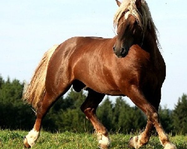 stallion Vigo (South German draft horse, 2002, from Vandino)