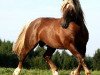 stallion Vigo (South German draft horse, 2002, from Vandino)