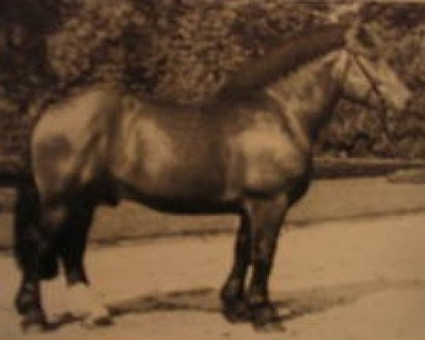 stallion Herzensbrecher (Rhenish-German Cold-Blood, 1983, from Horrido)