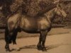stallion Herzensbrecher (Rhenish-German Cold-Blood, 1983, from Horrido)