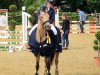 jumper Golden Louis (German Riding Pony, 2014, from Golden State 2)