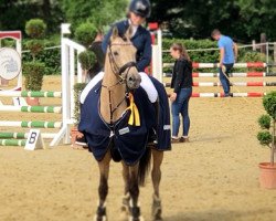 Springpferd Golden Louis (Deutsches Reitpony, 2014, von Golden State 2)