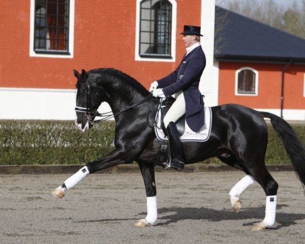 stallion Chirlon 870 (Swedish Warmblood, 1989, from Ceylon)
