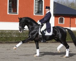 Deckhengst Chirlon 870 (Schwedisches Warmblut, 1989, von Ceylon)