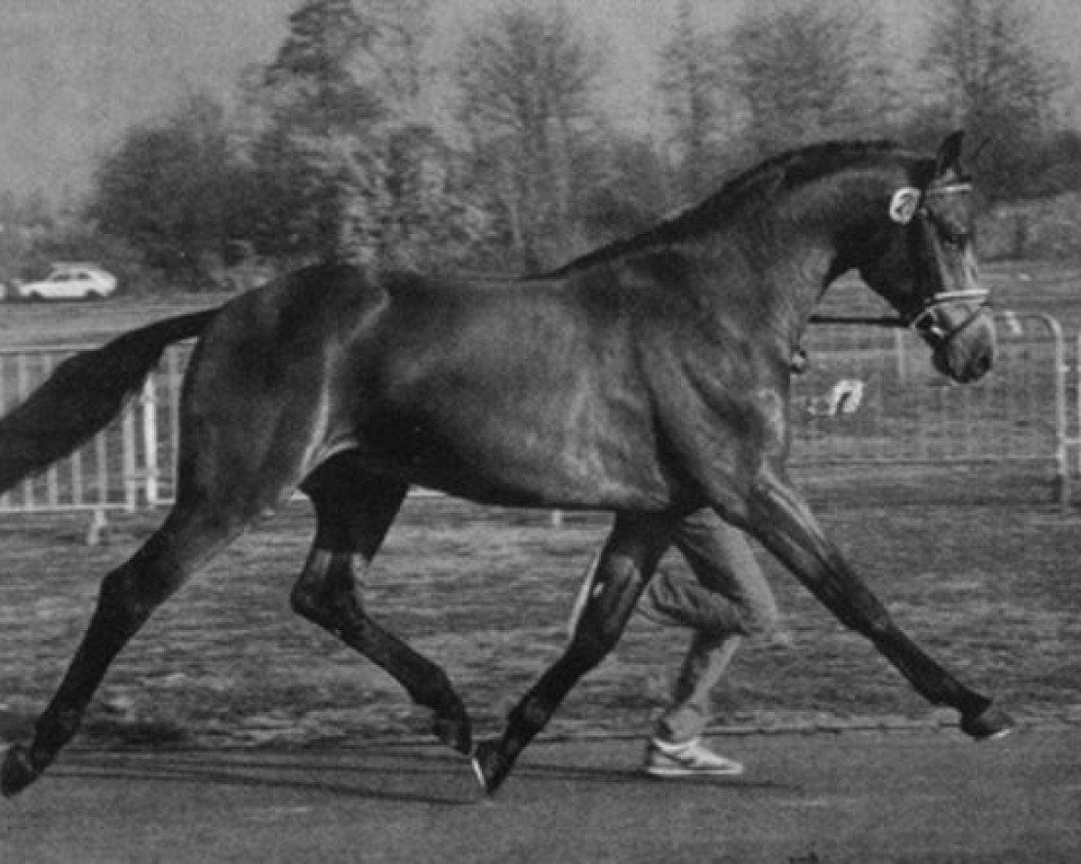 stallion Aurel (Holsteiner, 1984, from Ahorn Z)