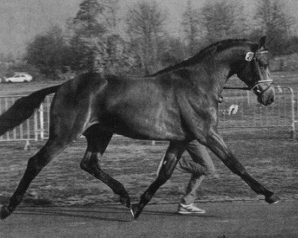 stallion Aurel (Holsteiner, 1984, from Ahorn Z)