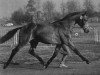 stallion Aurel (Holsteiner, 1984, from Ahorn Z)