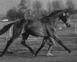 stallion Aurel (Holsteiner, 1984, from Ahorn Z)