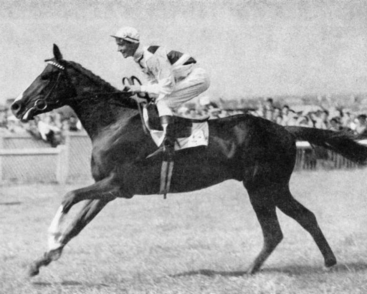 stallion Le Haar xx (Thoroughbred, 1954, from Vieux Manoir xx)