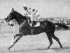 stallion Le Haar xx (Thoroughbred, 1954, from Vieux Manoir xx)