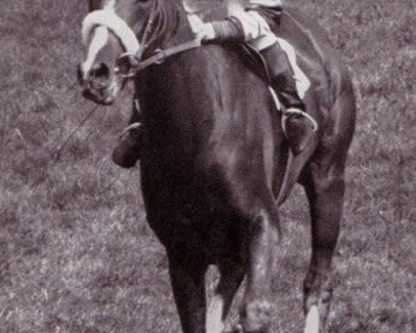 stallion Exbury xx (Thoroughbred, 1959, from Le Haar xx)