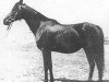 broodmare Ferha ox (Arabian thoroughbred, 1943, from Kuhailan Abu Urkub 1935 ox)