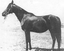 broodmare Ferha ox (Arabian thoroughbred, 1943, from Kuhailan Abu Urkub 1935 ox)