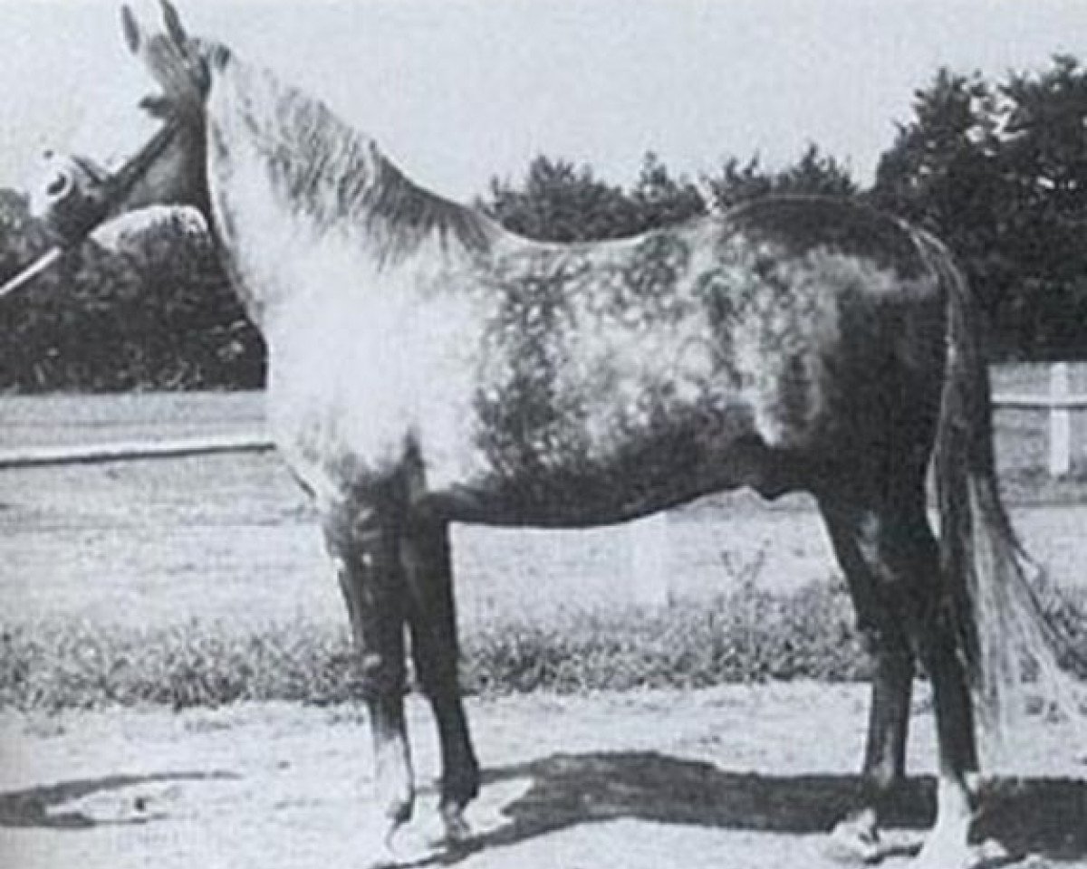 stallion Faher ox (Arabian purebred, 1953, from Trypolis 1937 ox)