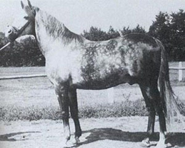 Deckhengst Faher ox (Vollblutaraber, 1953, von Trypolis 1937 ox)