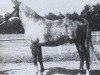 stallion Faher ox (Arabian thoroughbred, 1953, from Trypolis 1937 ox)
