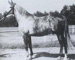 stallion Faher ox (Arabian thoroughbred, 1953, from Trypolis 1937 ox)