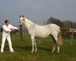 Zuchtstute Amelusiena (KWPN (Niederländisches Warmblut), 1982, von Abgar xx)