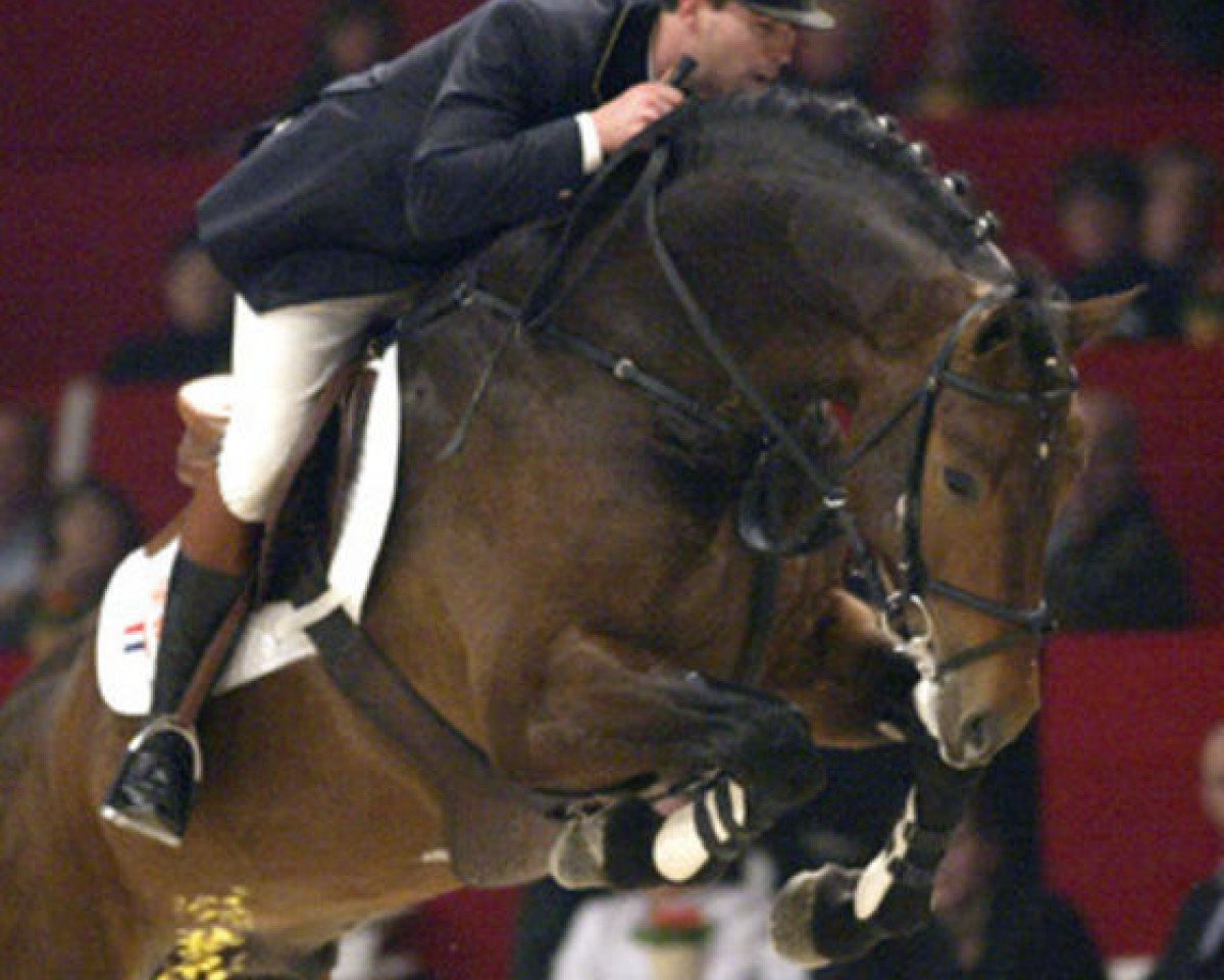 Deckhengst Sam R (KWPN (Niederländisches Warmblut), 1999, von Mermus R)
