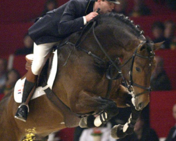 horse Sam R (Royal Warmblood Studbook of the Netherlands (KWPN), 1999, from Mermus R)