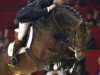 stallion Sam R (Dutch Warmblood, 1999, from Mermus R)