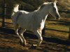stallion Saabih 1968 ox (Arabian thoroughbred, 1968, from Nabuch 1964 ox)