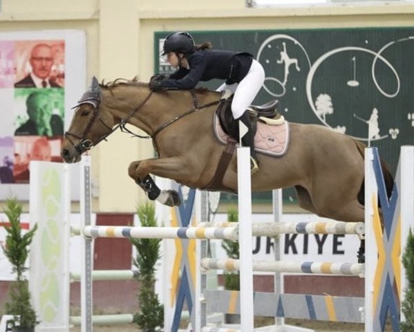 jumper Eva du Hameau du Bois (Belgium Sporthorse, 2010, from Vigo d'Arsouilles)