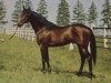 stallion Grande xx (Thoroughbred, 1948, from Ticino xx)