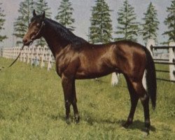 stallion Grande xx (Thoroughbred, 1948, from Ticino xx)