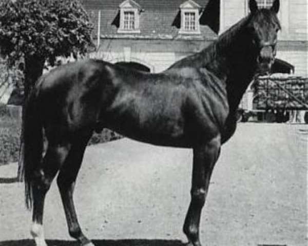 stallion Zigeunersohn xx (Thoroughbred, 1965, from Grande xx)