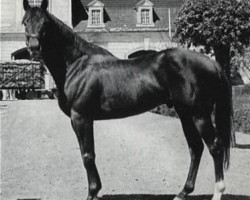 stallion Zigeunersohn xx (Thoroughbred, 1965, from Grande xx)