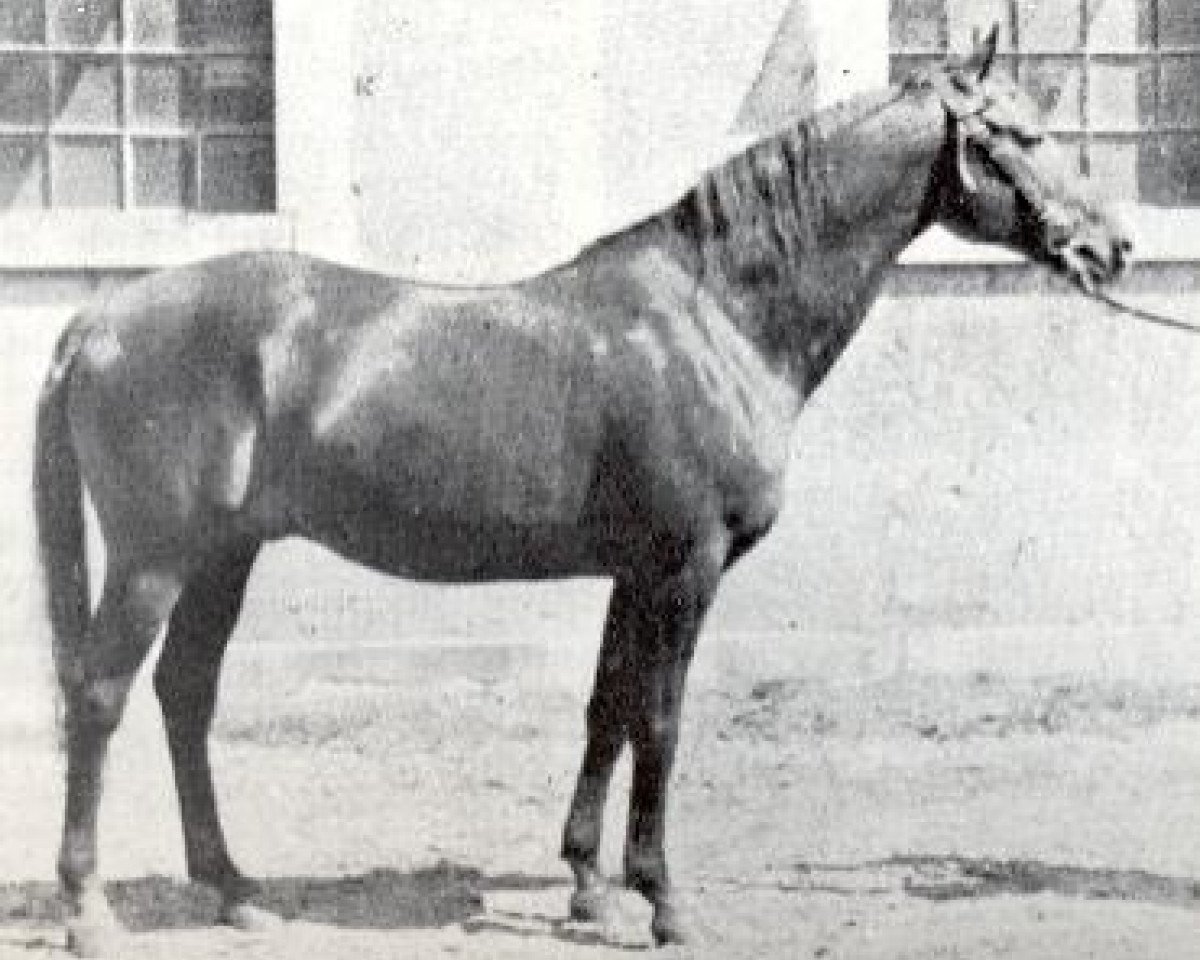 stallion Denousté 1921 ox (Arabian purebred, 1921, from Latif 1903 DB)