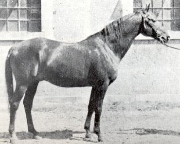 Deckhengst Denousté 1921 ox (Vollblutaraber, 1921, von Latif 1903 DB)